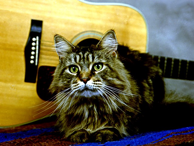 Champion Charlie Daniels, Maine Coon